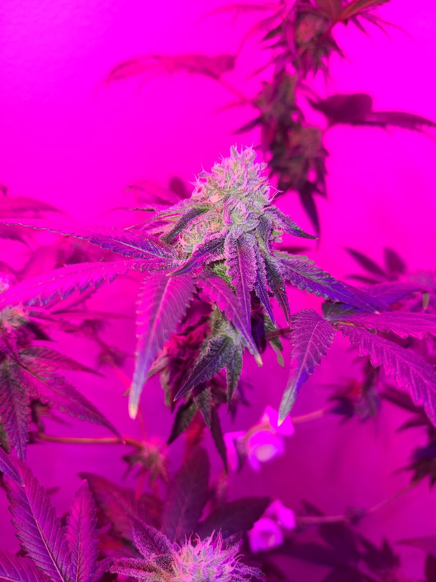 SugarCane OG day 41 flower.
Quick snaps. #Weedmob #cannabisculture #WeedLovers #Mmemberville #cannabisusa #Weed  #growyourown #420community #CannabisCommunity #cannabisindustry #Growmies #cannabisculture #CannaLand