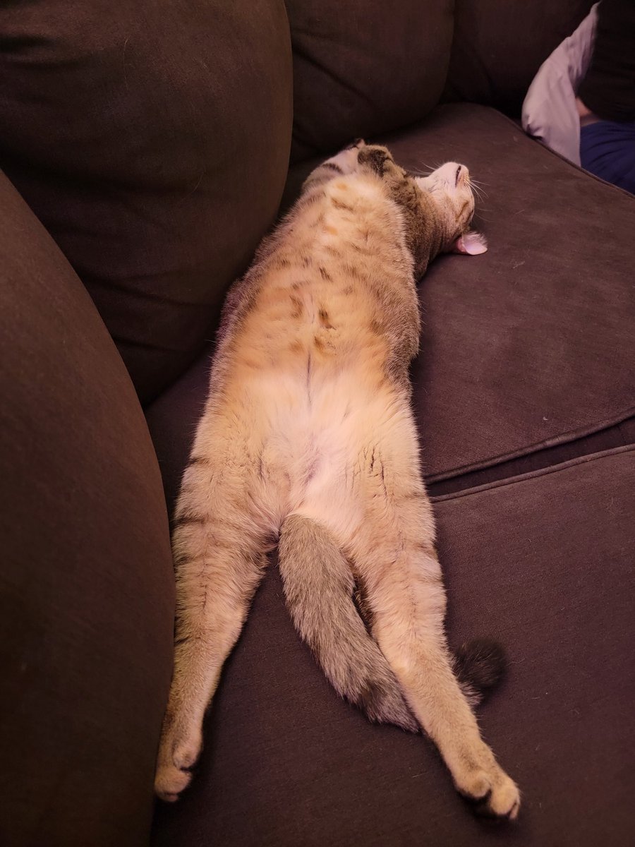 I think my cat is broken