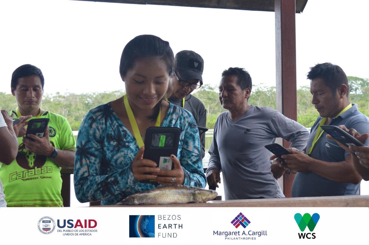WCSEcuador's tweet photo. #NoticiasWCS | Monitores comunitarios de la Amazonía ecuatoriana participaron en un taller para intercambiar experiencias y fortalecer capacidades en el monitoreo de #FaunaSilvestre y el uso de herramientas tecnológicas para la conservación. 🌱

➡️ https://t.co/aKwGizmj4i
🖐 💚💙 https://t.co/Pj6Q2YBY9e