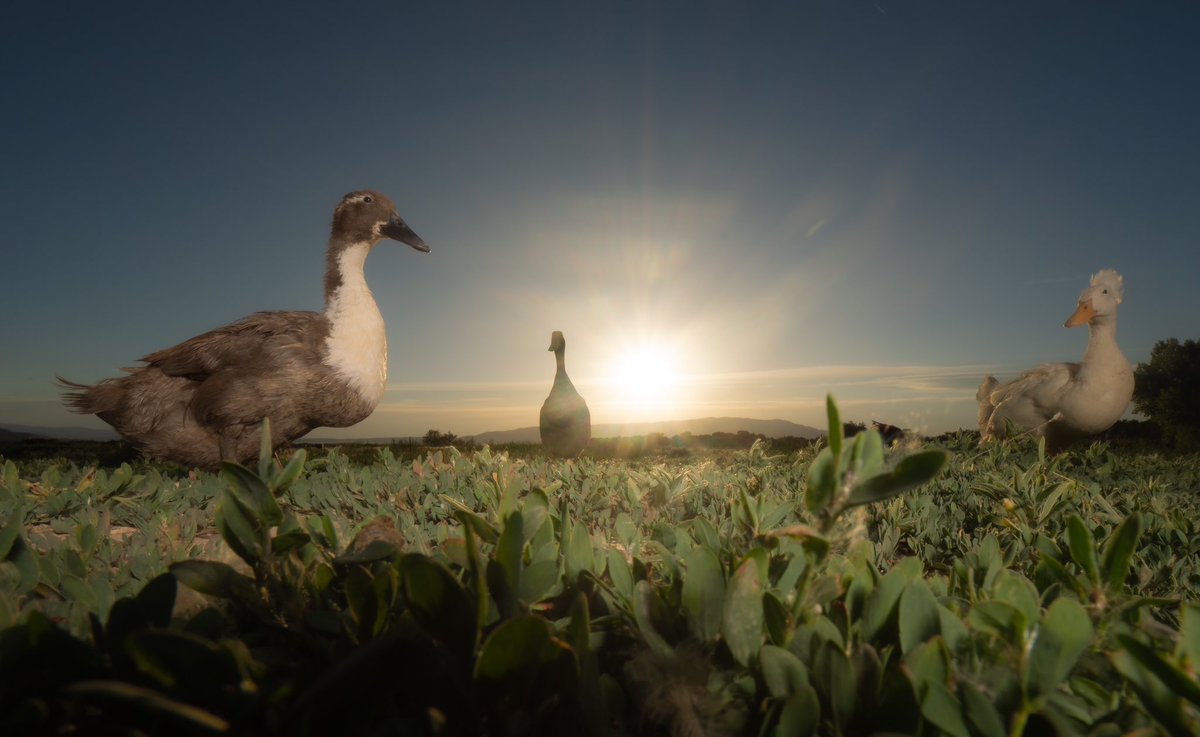 DashDucks.tv tweet media