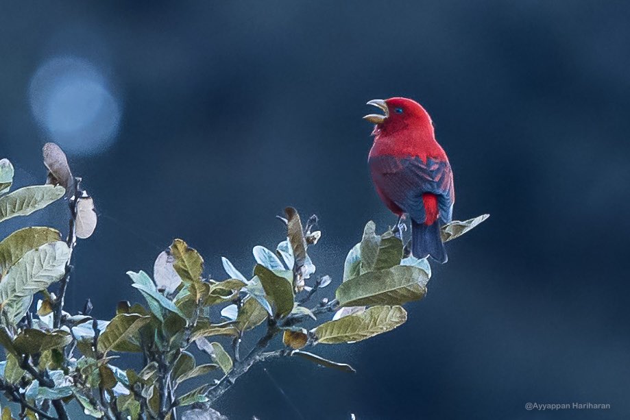 A blob of rich colours.
Scarlet Finch.
#IndiAves #BBCwildlifePOTD #natgeoindia #SonyAlpha #natgeoindia #VIBGYORinNature 
Pic from Chopta.
@UTDBofficial