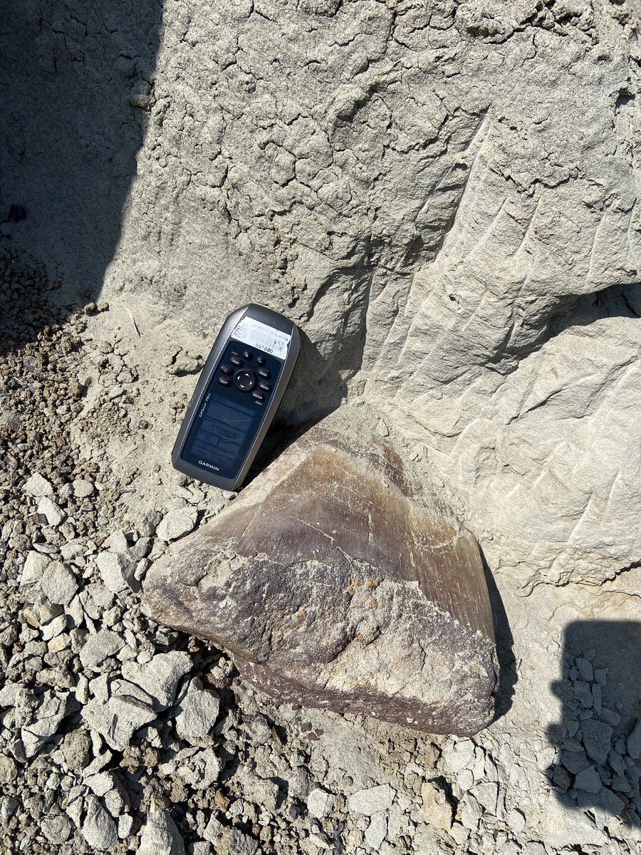 Day 2 of Dinosaur Provincial Park is in the books. #paleontology #fieldwork #nature #fossils #dinosaurs