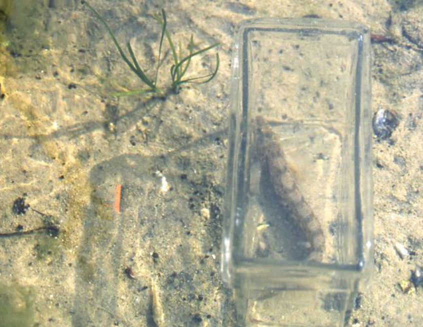 AnimBehSociety's tweet photo. Will he stay or will he go? Features of nest-guarding common gobies affecting response to predation risk  

Article in #AnimalBehavior by Carin Magnhagen:  

https://t.co/DG4PFeDaja

#Fishes #PaternalCare #PredatorResponse #ReproductiveSuccess https://t.co/powrcrJDLq