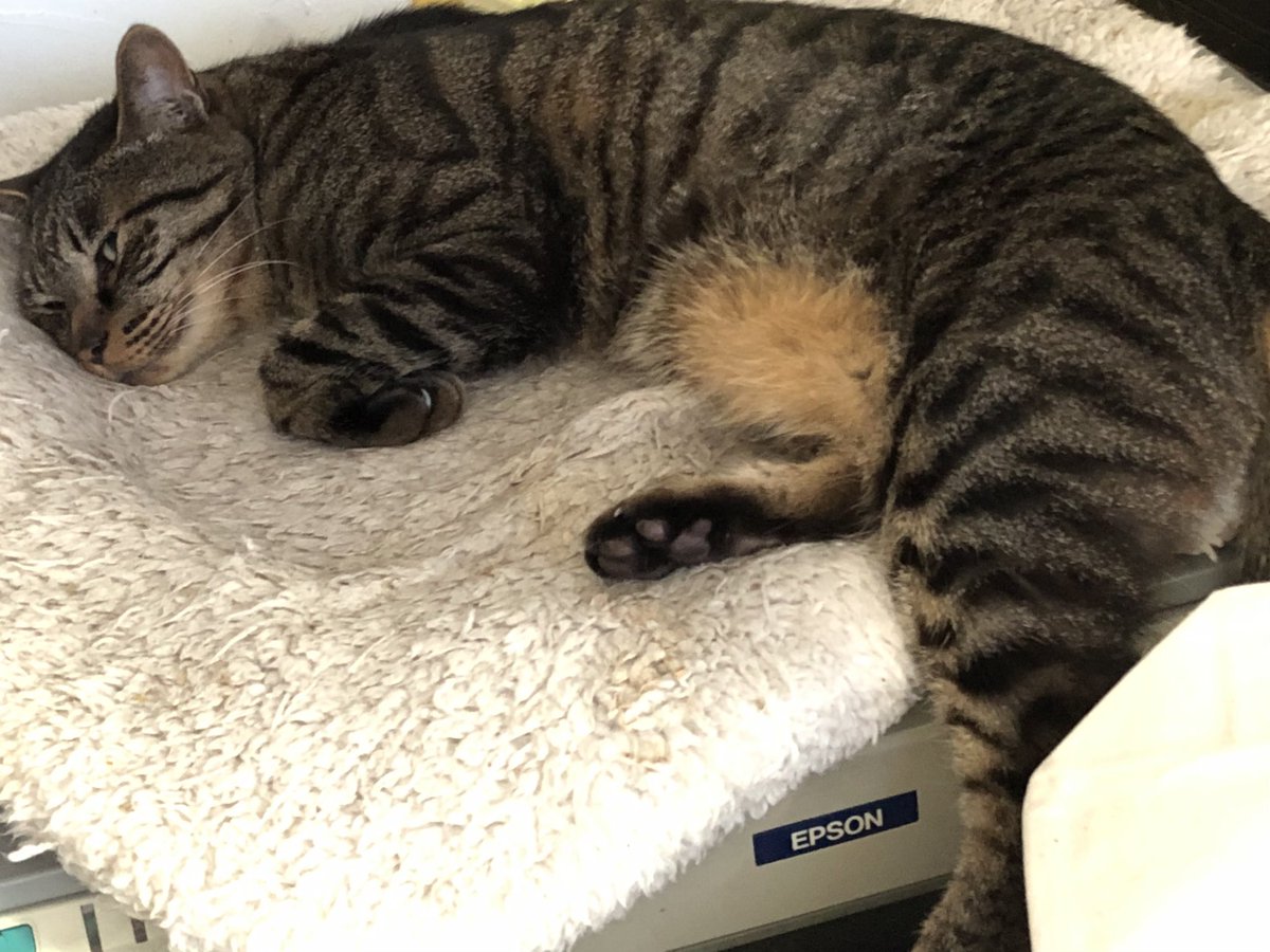 天王寺キツネ 手を洗うおかっぱ好き漫画家 on Twitter