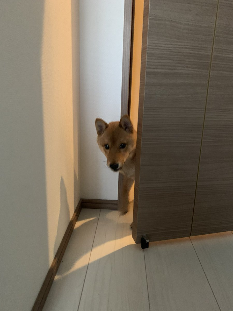 mameta_diary's tweet photo. ひょっこりはん
#犬 #dog #柴犬 #shibainu #柴 #shiba #日本犬 #和犬 #Japanesedog #犬のいる生活 #柴犬のいる生活 #豆太 #mameta https://t.co/OcxP6D8zy0