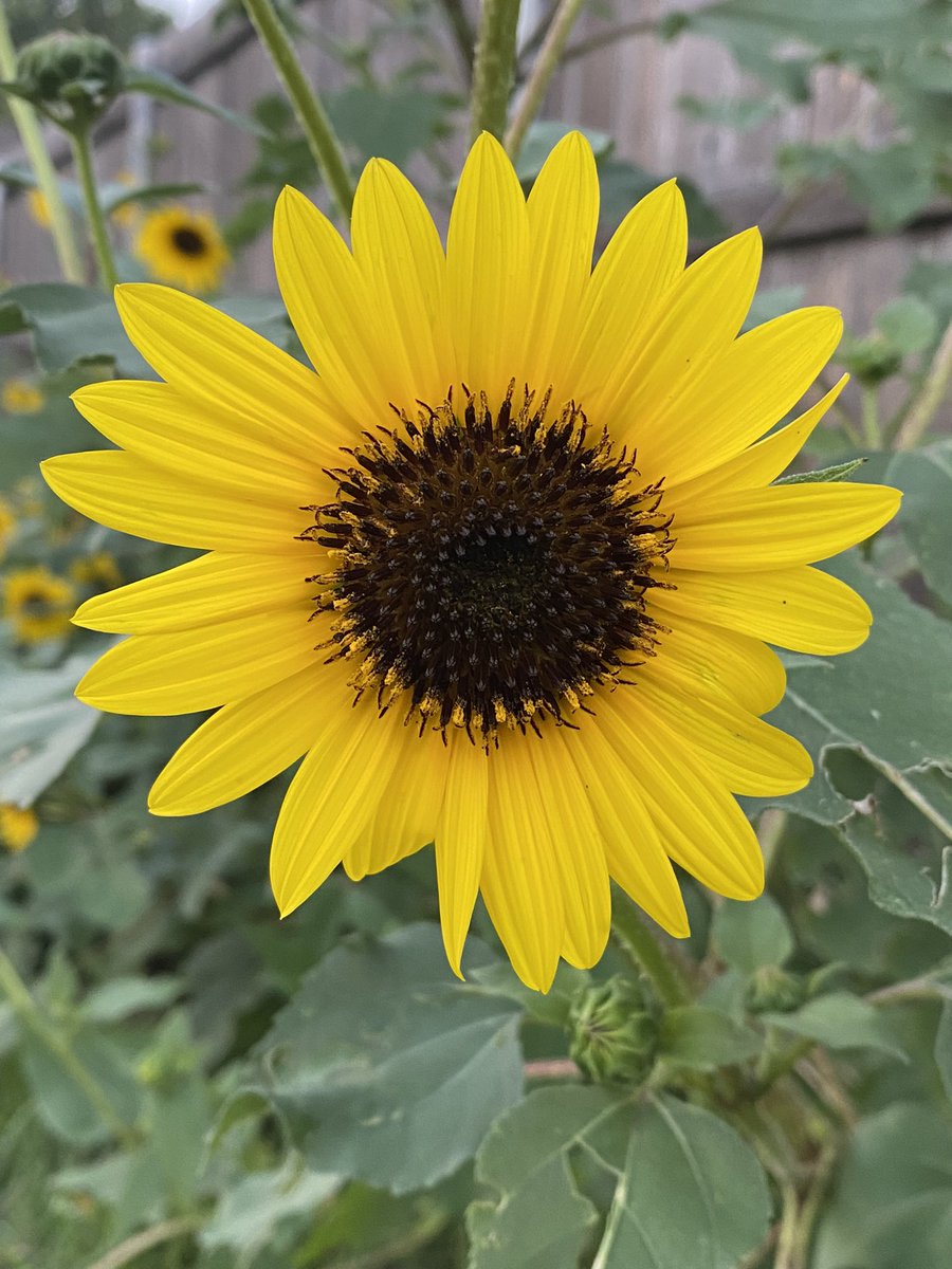 Life in Texas. Beautiful skies, beautiful animals, beautiful sunflowers. This is my 55th year of life. Not bad! #TexasHeat #TXskies #babylonghorn #thisis55