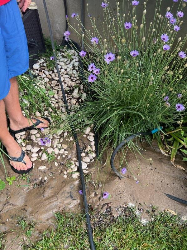 CLSigulinsky tweet media