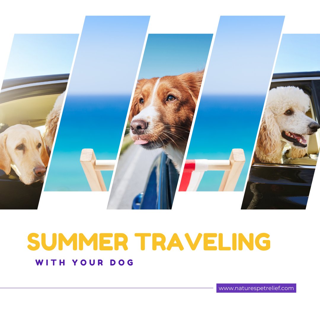 Summer is the perfect time for a vacation, and what better way to enjoy it than with your furry friend? 

naturespetrelief.com/blogs/news/sum…

#SummerTravel #DogTravel #PetTravel #RoadTripWithDogs #DogFriendlyTravel #TravelingWithPets #PetFriendlyDestinations #VacationWithPets #DogLovers