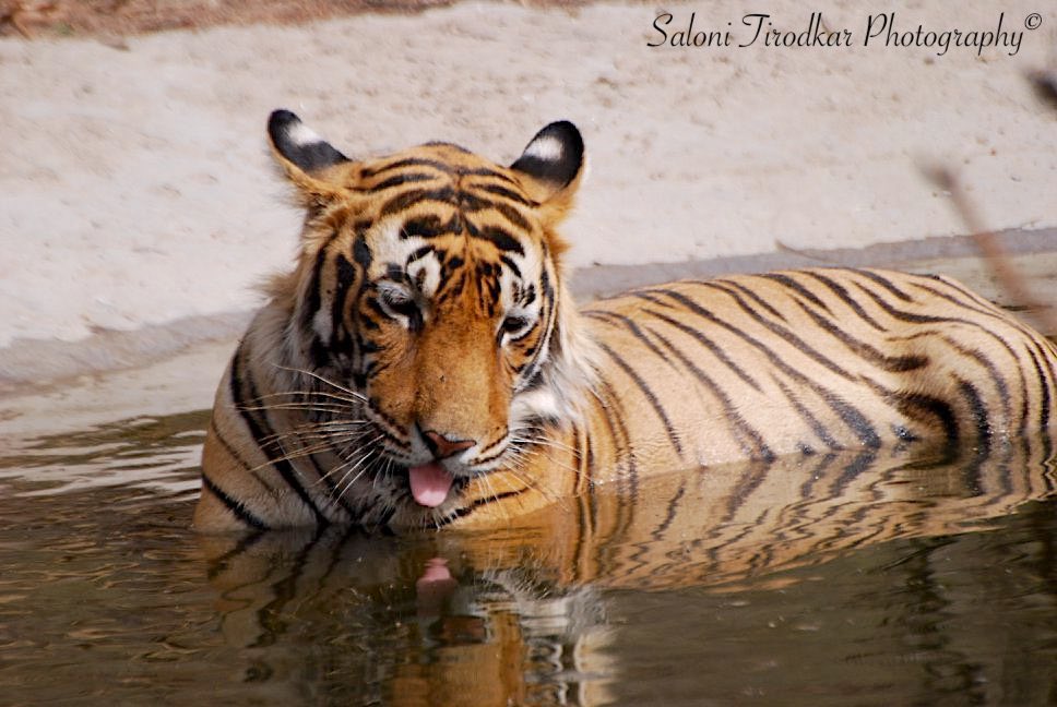 Tiger Tuesday!
Tongue’s Out Tuesday!

📷: @WildlifeSaloni 
📍: Ranthambore National Park, Rajasthan.

#salonitirodkarphotography #tigertuesdays #tigertuesday #tongueouttuesday #tiger #tigersofindia #tigersofinstgram #tigersofcentralindia #tigersofranthambore