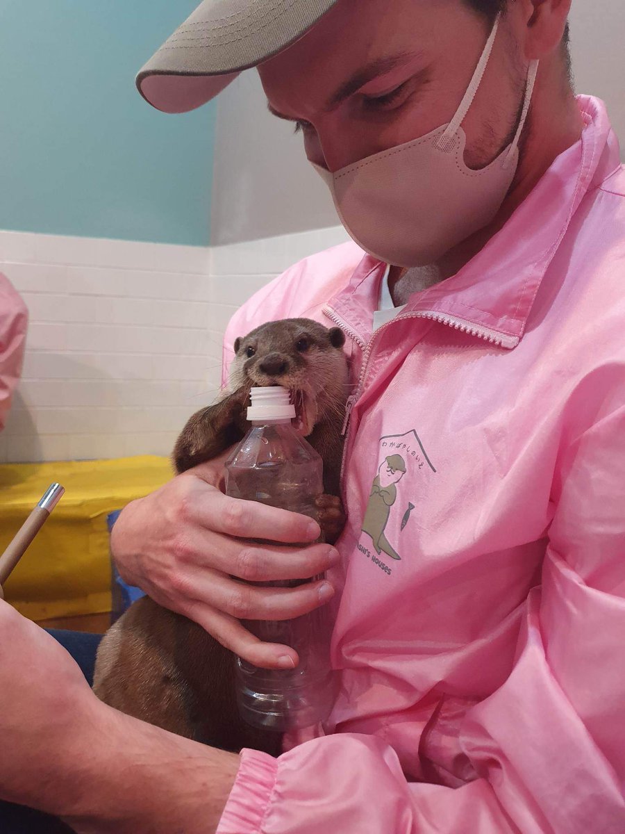 CleedosBTW's tweet photo. I fuckin love otters https://t.co/lyazAaVozv
