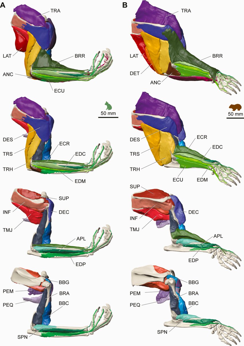 #NewPaper supported by NIF @Mon_Bio_Imaging @mikede_veer1: Hanging on and digging deep: comparative forelimb myology of the koala (Phascolarctos cinereus) and common wombat (Vombatus ursinus) from authors @P_hazael, Justin W Adams and @DrTeethAl doi.org/10.1093/zoolin…