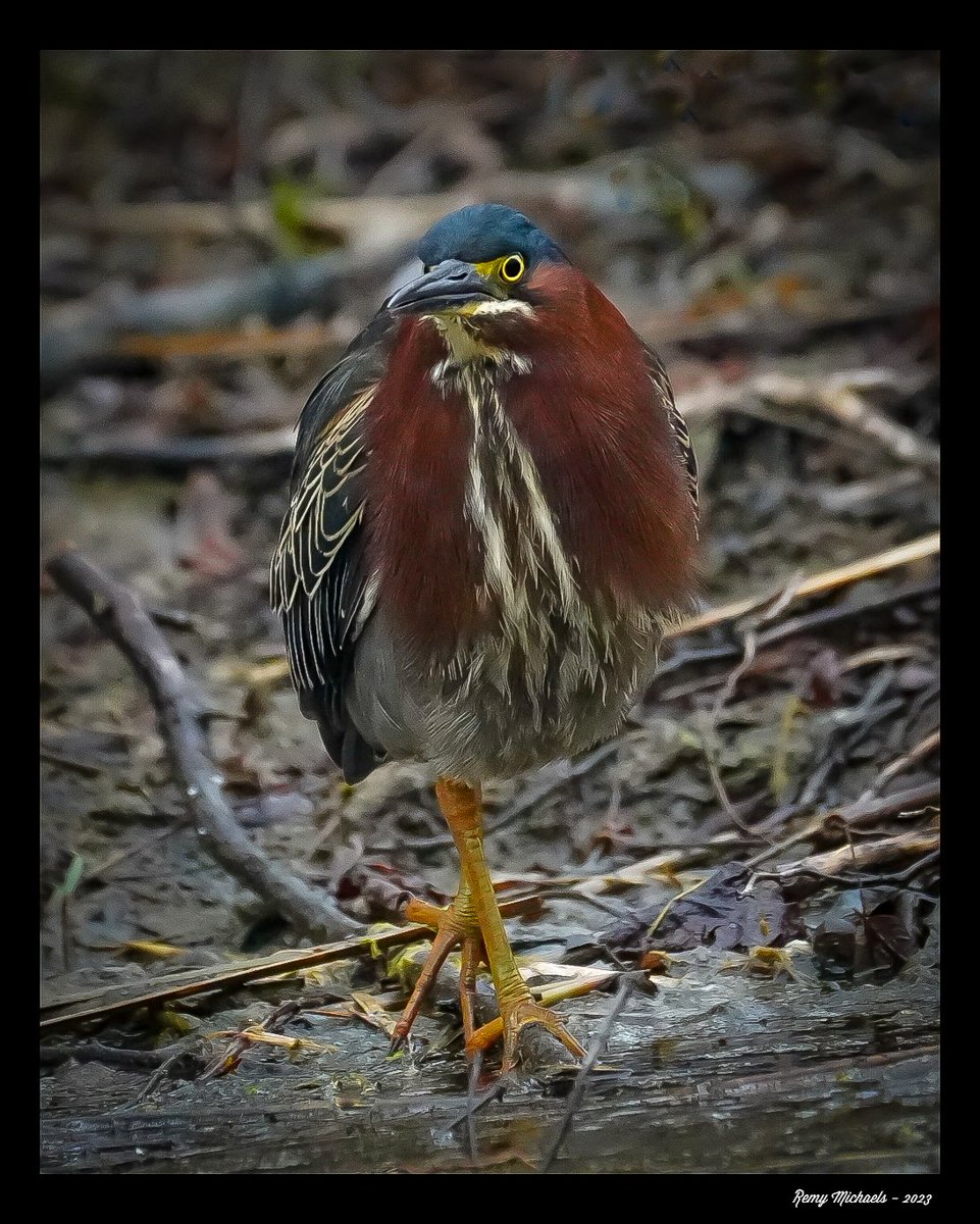 'NORTHERN FRIENDS' instagram.com/p/Ct-oQowgxSA/… #CanadianGeographic #NationalGeographic  #GreenHeron #Summer #WildlifePhotography #OntarioParks #PicOfTheDay #BirdPhotography #CanadianWildlife #Art #Earth 📸 🇨🇦