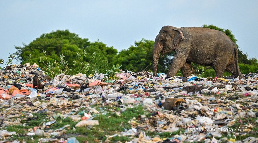 🇱🇰 | Imágenes desgarradoras de venerados elefantes y ganado comiendo plástico en Sri Lanka.

Después de unas 20 muertes de elefantes e innumerables animales salvajes que perecieron debido a los plásticos, las autoridades dicen que esperan una ley contra la contaminación. (AFP)
