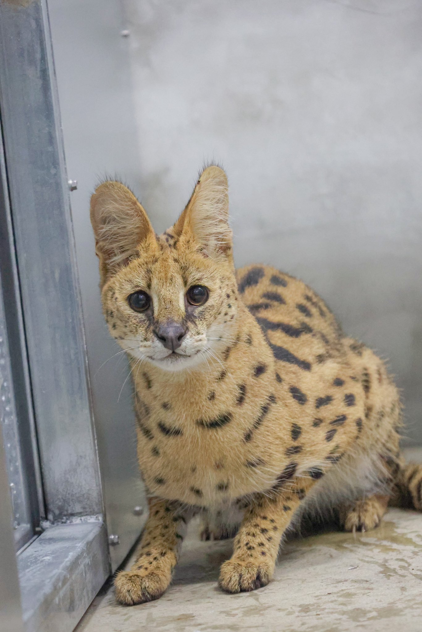 動物王国大全集 4 Amazon.co.jp: ムツゴロウとゆかいな仲間たち 動物王国大全集