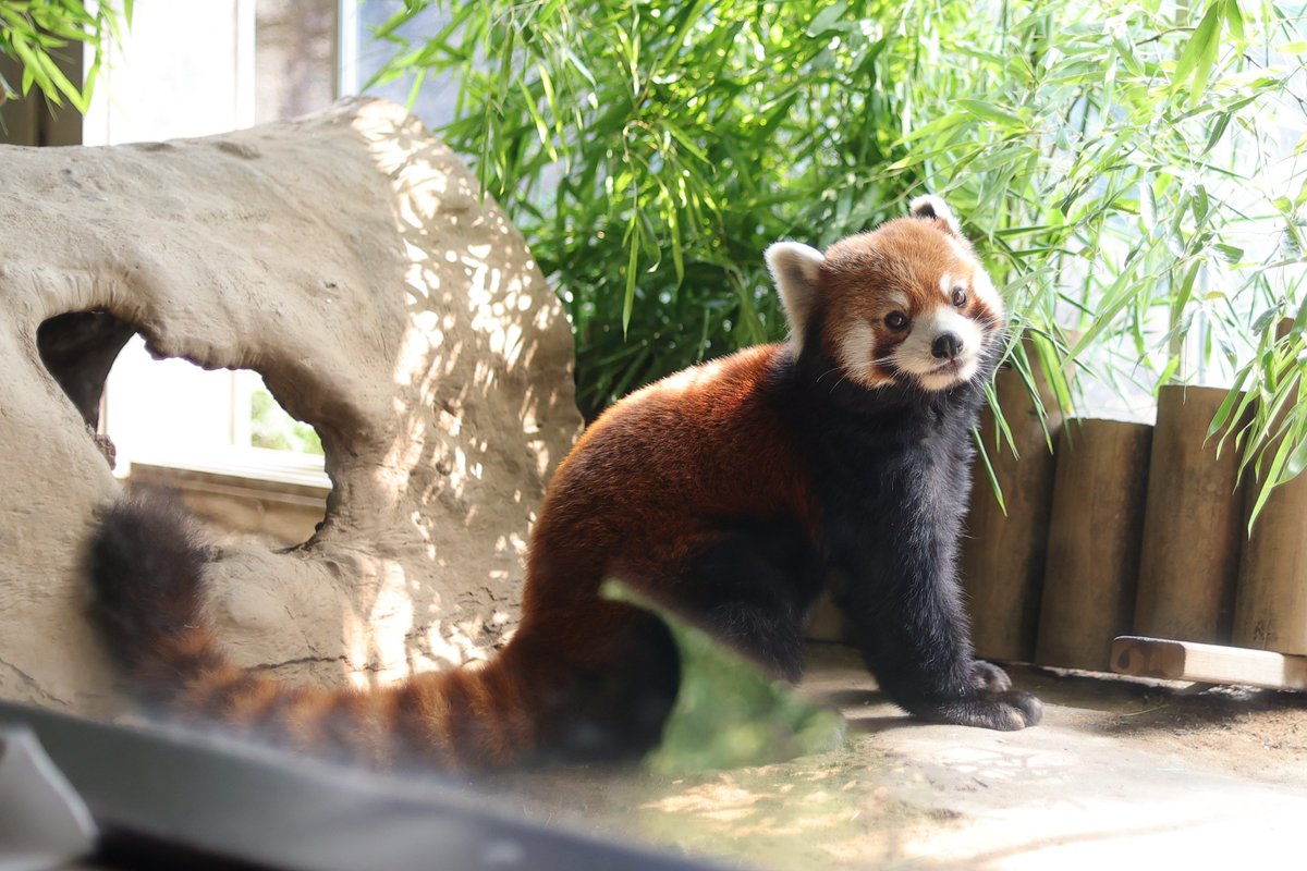 ぼんやりまめちゃん
20230625 sun
#ズーラシア #zoorasia #よこはま動物園 
#レッサーパンダ #まめたろう #redpanda 
#ズーラシアクラファン挑戦中