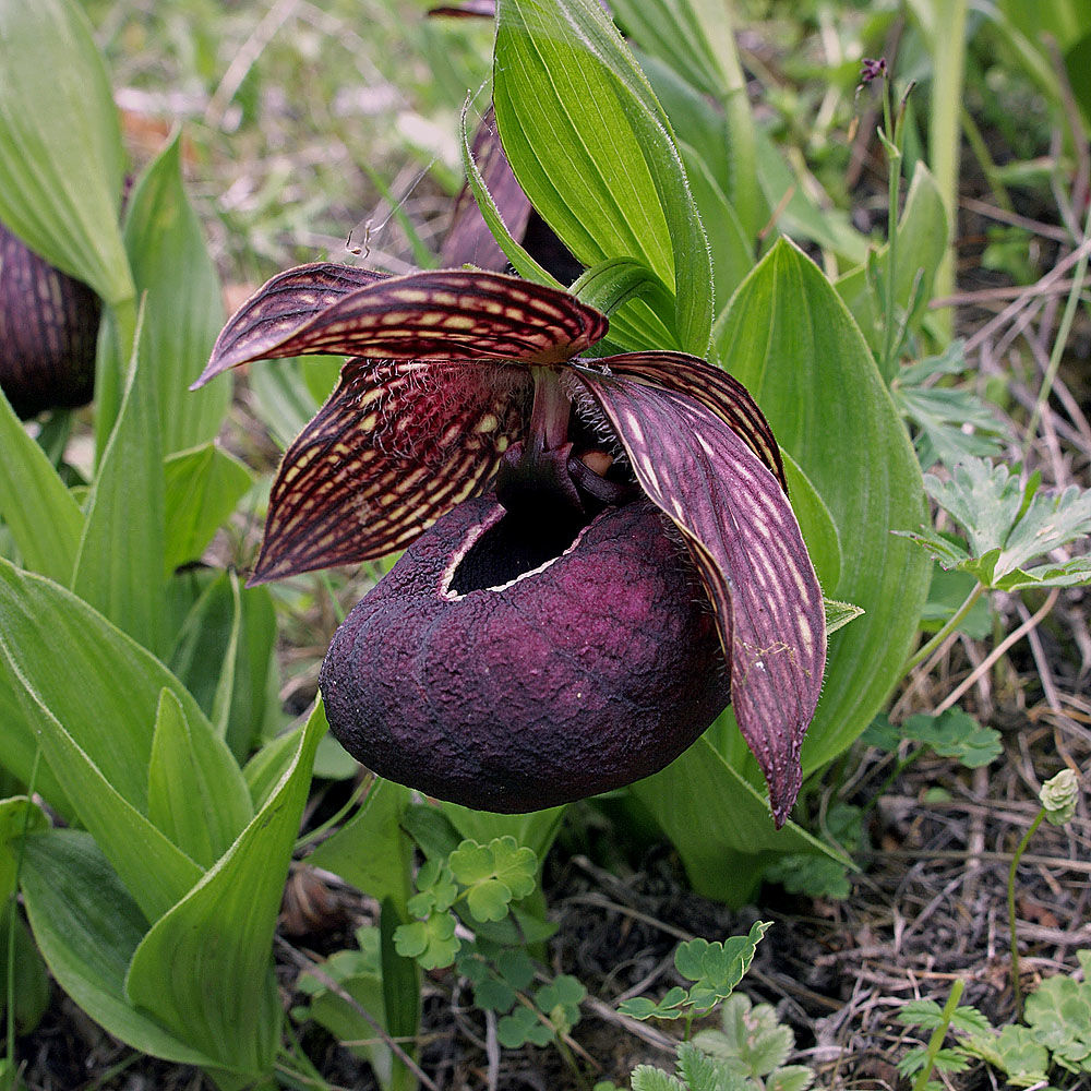 KubinRonnie's tweet photo. Cypripedium tibeticum 🥀🌸🌱
Chinese Lady Slipper Orchid
Native to the mountain regions of China,Tibet,
and perhaps India but affected by orchid hunters, habitat loss through deforestation trample over their delicate roots.
#cypripeium #orcids https://t.co/CNLPomi8g8