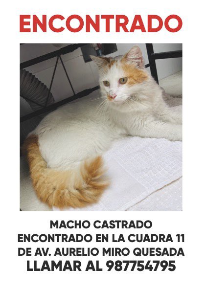 Vane_Katze's tweet photo. @danegamez me ayudas con un RT para encontrar a sus dueños https://t.co/PRi4ZgylFx