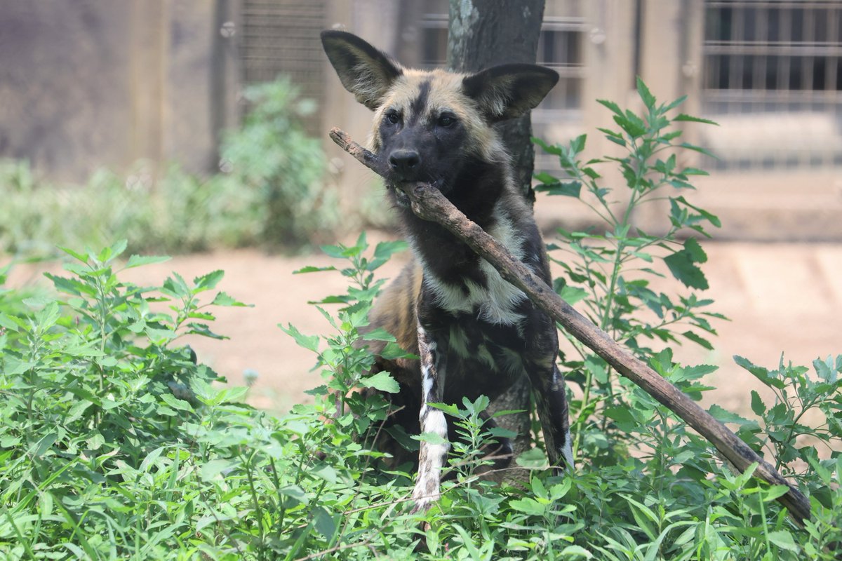 長い枝見つけたね
20230625 sun 
#ズーラシア #zoorasia #よこはま動物園 
#リカオン #ニコ #africanwilddog 
#ズーラシアクラファン挑戦中