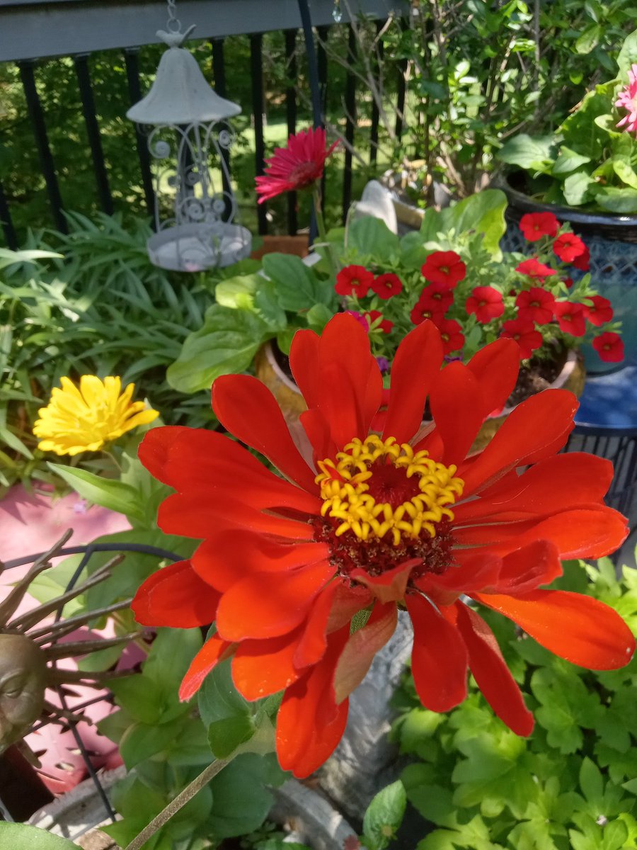 Dahlia, Zinnia, Gerber Daisy, Petunia #gardening #pottedgarden