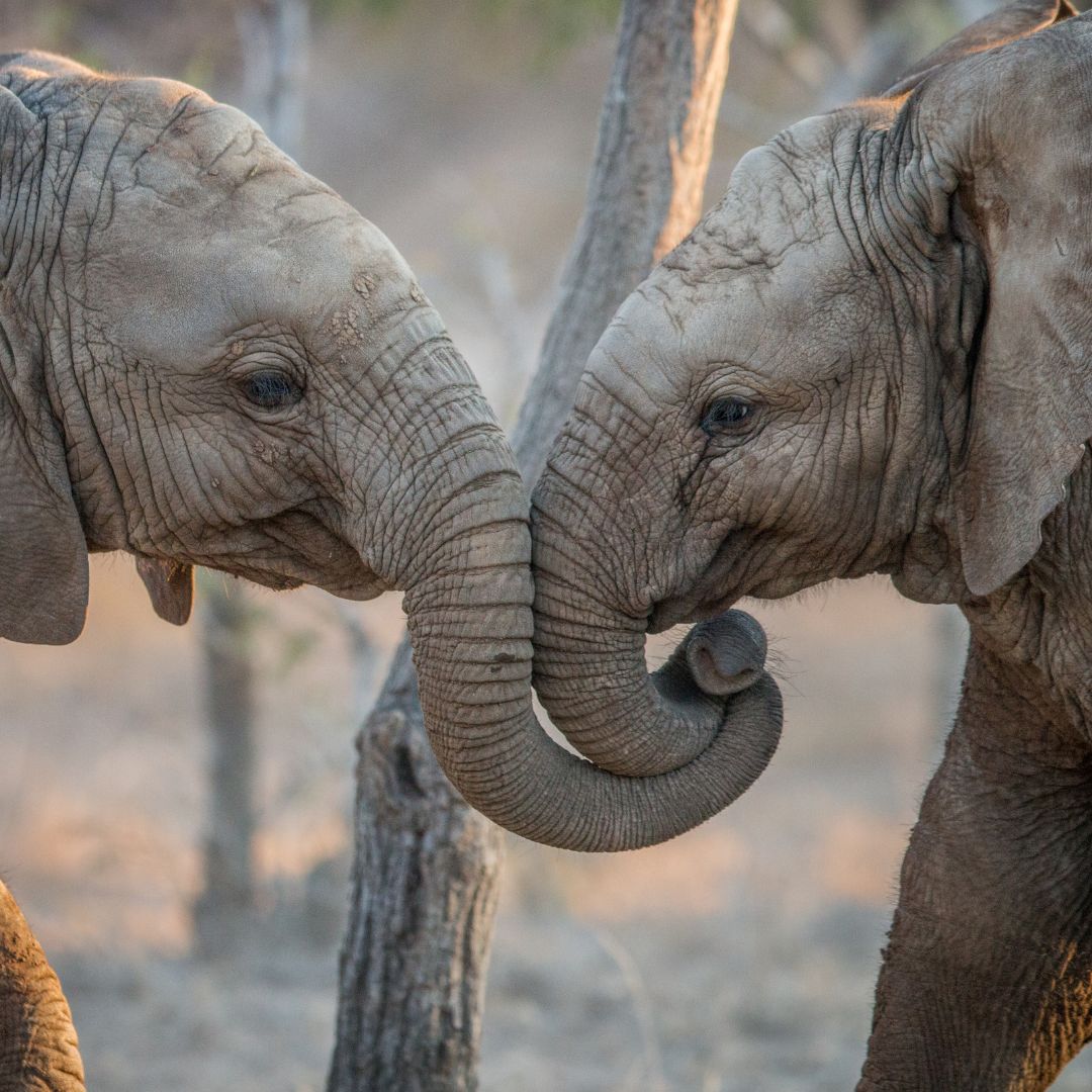 Did you know that Elephant calves weigh between 90 and 120 kilograms at birth and by one year old reach 1000 Kilograms?! 

#elephant #nature #wildlife #naturephotography #wildlifephotography #naturelovers #naturegram #natureofinstagram #elephants #babyanimals