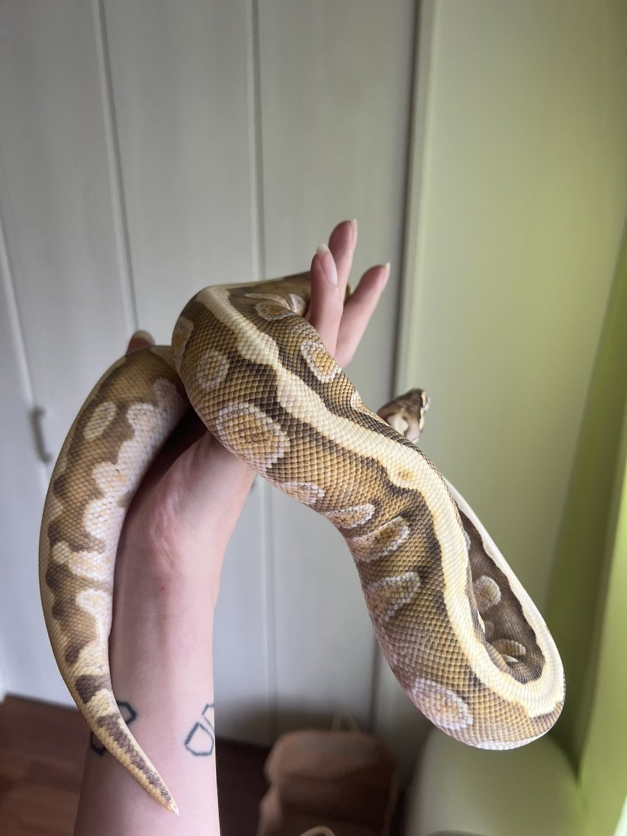 itatiyanaryou's tweet photo. het clownがあればいいですね
#ballpython  
#ボールパイソン https://t.co/wivAROHLfu