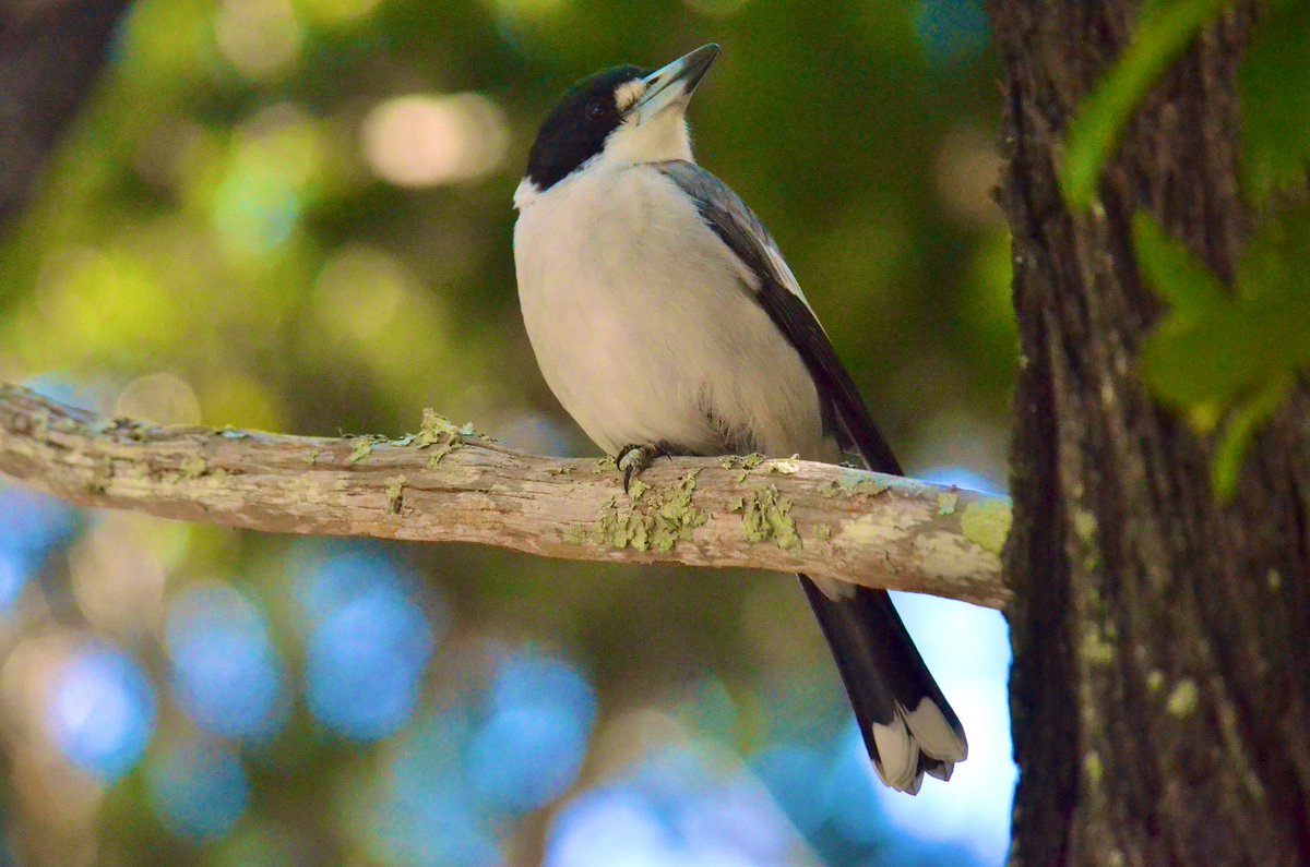 #FirstSeenandHeard first heard a Currawong & first saw a Butcherbird