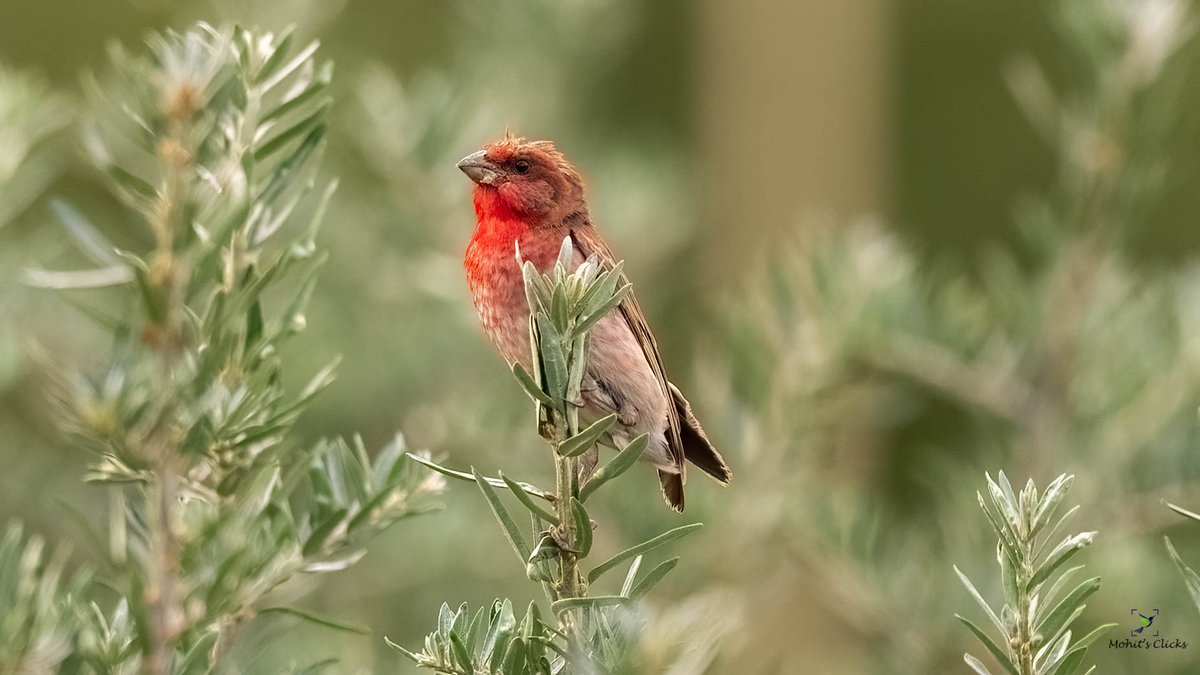 Common Rosefinch #Red 
 #VIBGYORinNature  by #IndiAves 

#BirdsSeenIn2023 #Natgeoindia #BBCWildlifePOTD #BirdsUp #TwitterNatureCommunity #IncredibleIndia #Birdphotography #EarthCapture
#Birdnames #ThePhotoHour #ornithology #ThePhotoMode #dailypic 

@_BTO @NGTIndia @vivek4wild