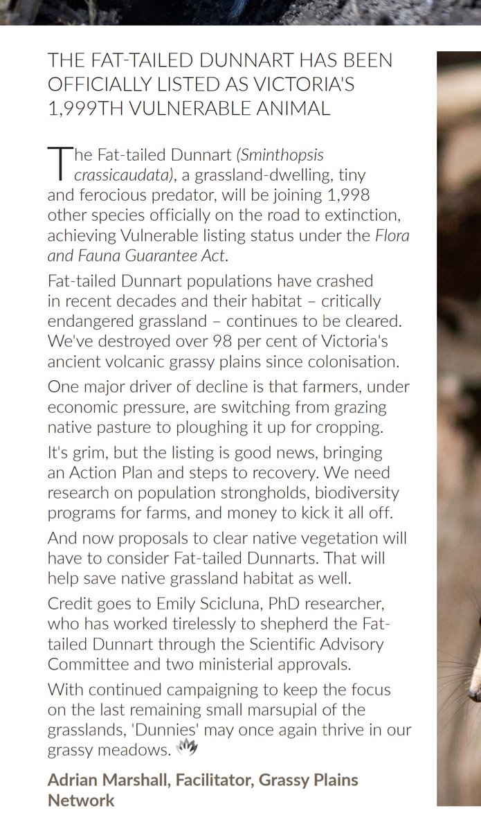 The #fattaileddunnarts and I featured in this month's edition of Park Watch magazine! They are the 1999th Vulnerable species in Victoria, recognised because I noticed, and worked really hard to make other people notice too ❤️🙏🌳
vnpa.org.au/publications/p…
#threatenedspecies