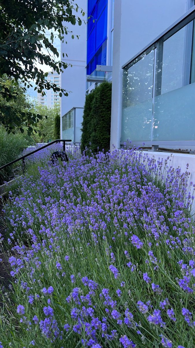 Why I love summer! Just look at that patch of lavender 😍 #Planning4summer
