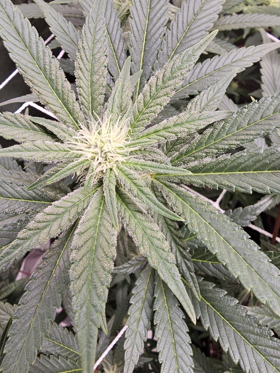 3x5 + marshydro sp30000 x advanced nutrients  = GRAPE GAS 🍇 ⛽️    #MMEMBERVILLE  #CannabisCommunity #marshydro #advancednutrients #growyourown #compoundgenetics