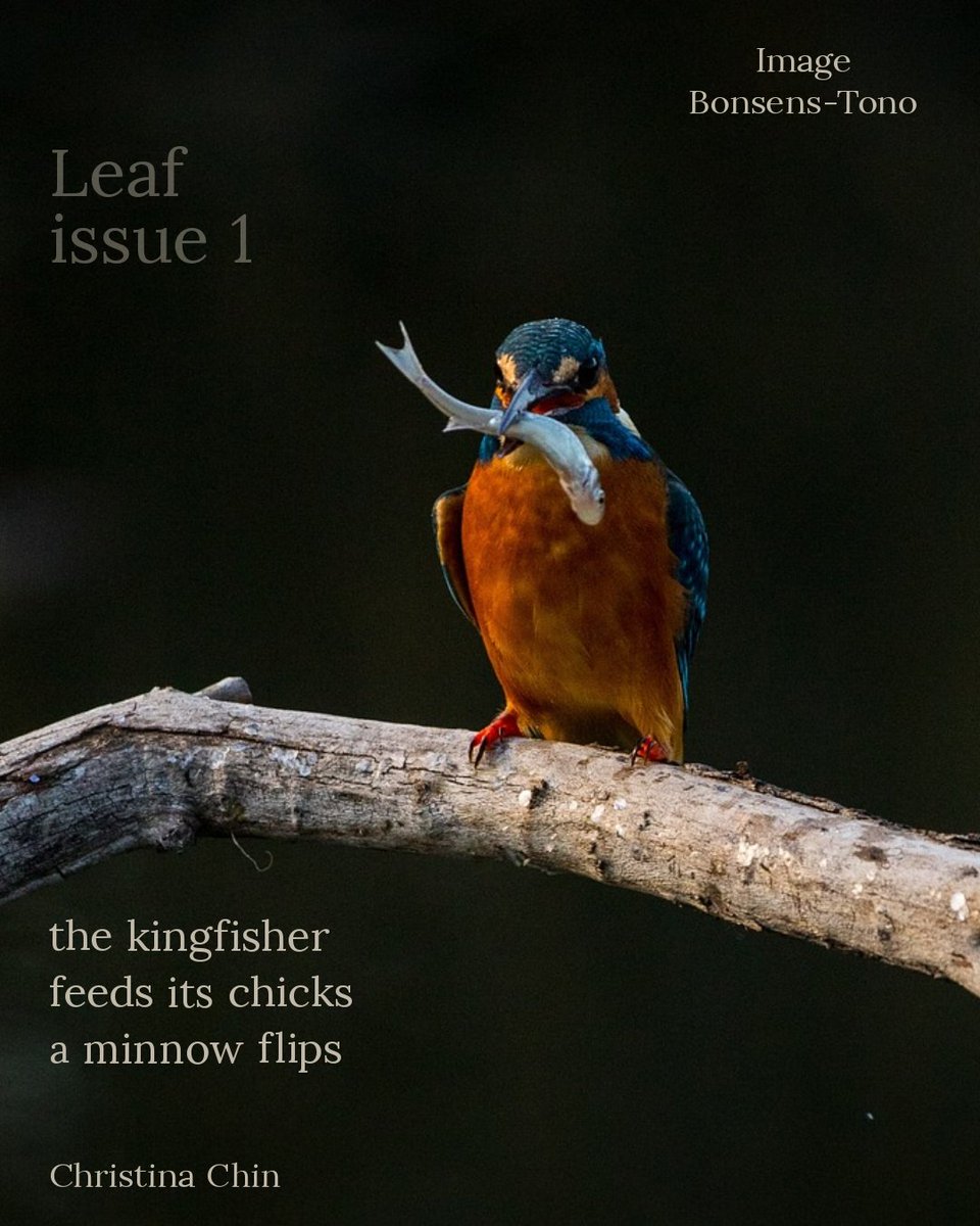 One of my haiku from Leaf Journal issue 1. Many thanks to the editors of haiga and haiku!

leafjournal.io/leaf-issue-one…

There is also a link to featured work from Editor Ravi Kiran 
and Haiga Editor Marion Clarke <a href="/MarionSClarke/">Marion Clarke</a>   
leafjournal.io/featured-work-…