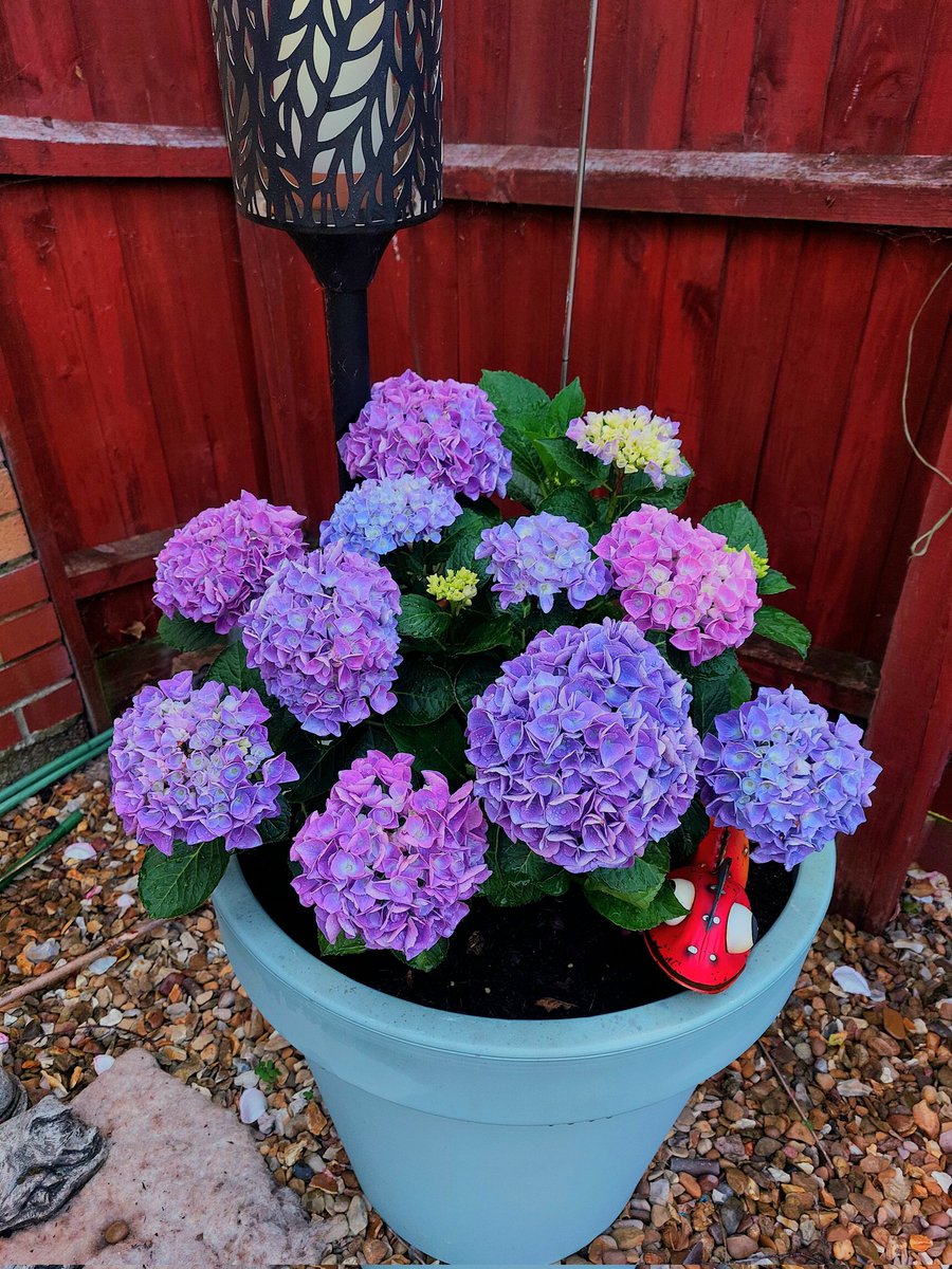 We had THE call yesterday which is exciting but I'm more excited with how my hydrangea has bloomed in the last few days! Just look at it!
