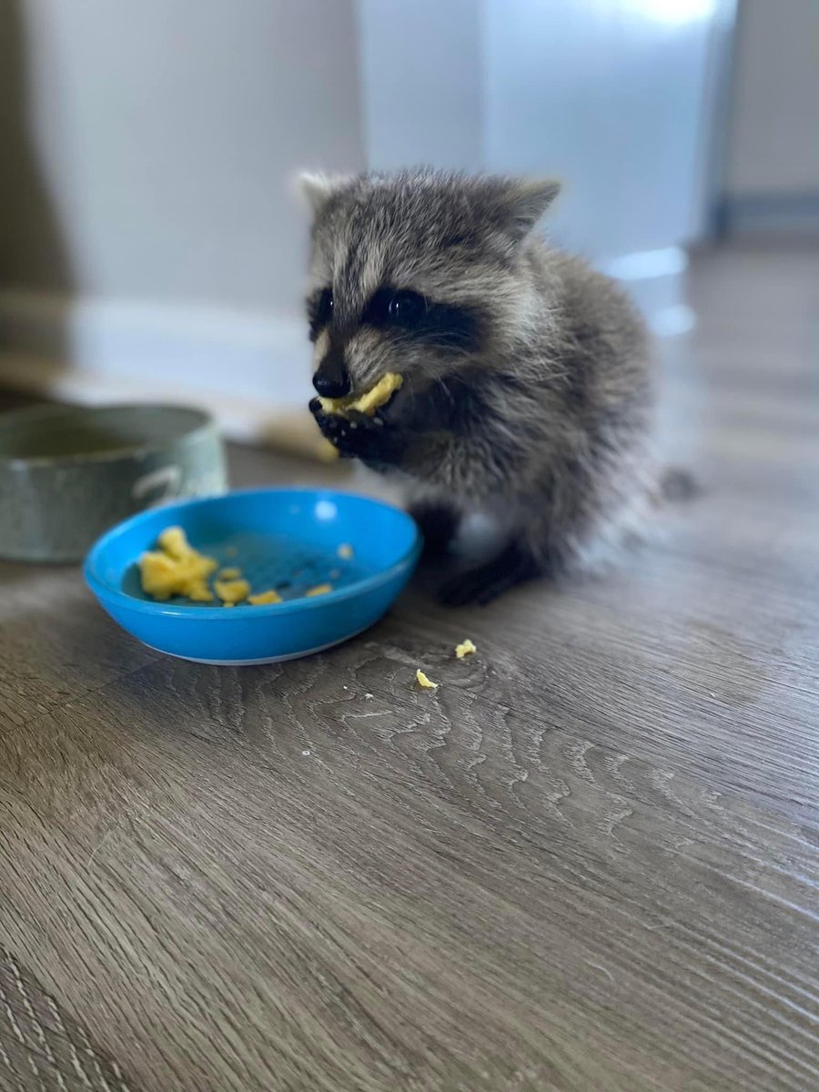 Raccoons Hourly (@raccoonhourly) on Twitter photo 