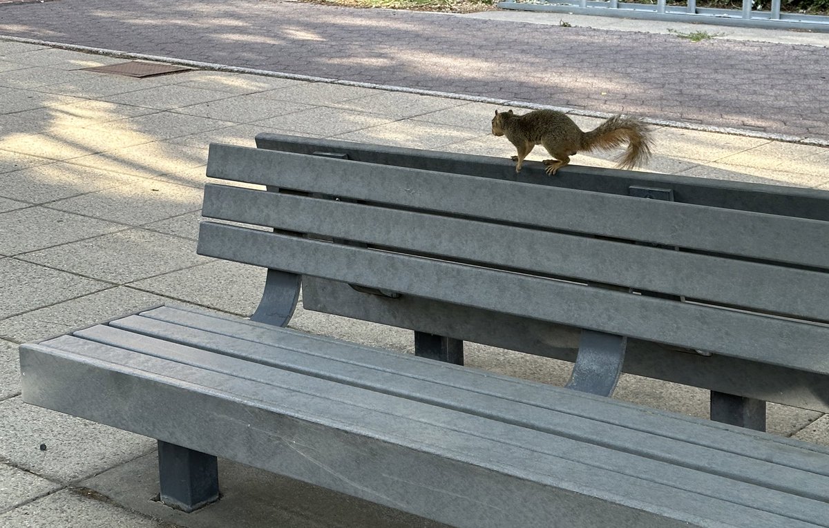 The benches on the Glenn Terrell Mall are a great place to relax & enjoy some shade. 🐿️🐾 #WSU #GoCougs