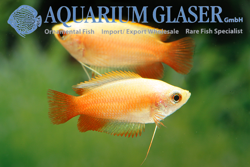 aquariumglaser's tweet photo. #Colisa #chuna "#Fire“
find more details and pics @ https://t.co/kgExUnuDLM https://t.co/EFxoIDnUhN