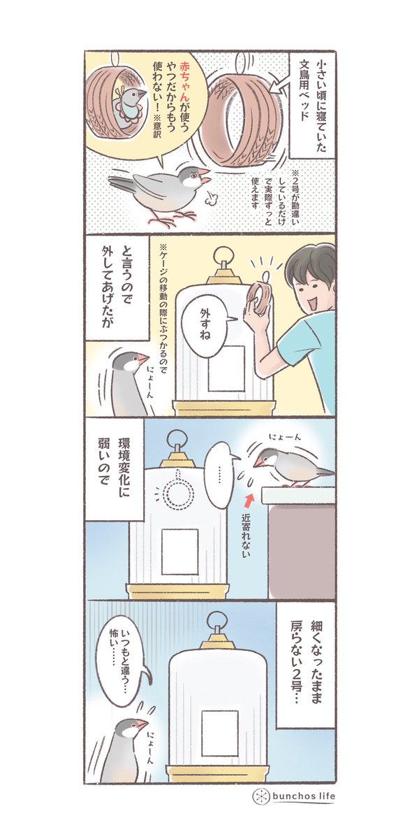 使わなくなった文鳥用ベッドを外したところ、環境変化に弱いので細くなったまま戻らない2号
#文鳥 
#4コマ漫画 

*過去作ダウンロードできます!(固定ツイート参照) 