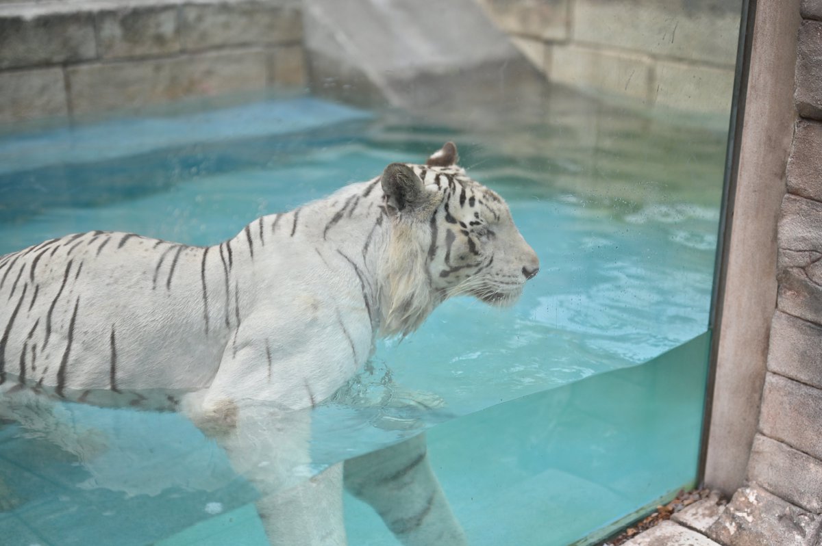 🐯💦
#東武動物公園 #ホワイトタイガー ロッキー