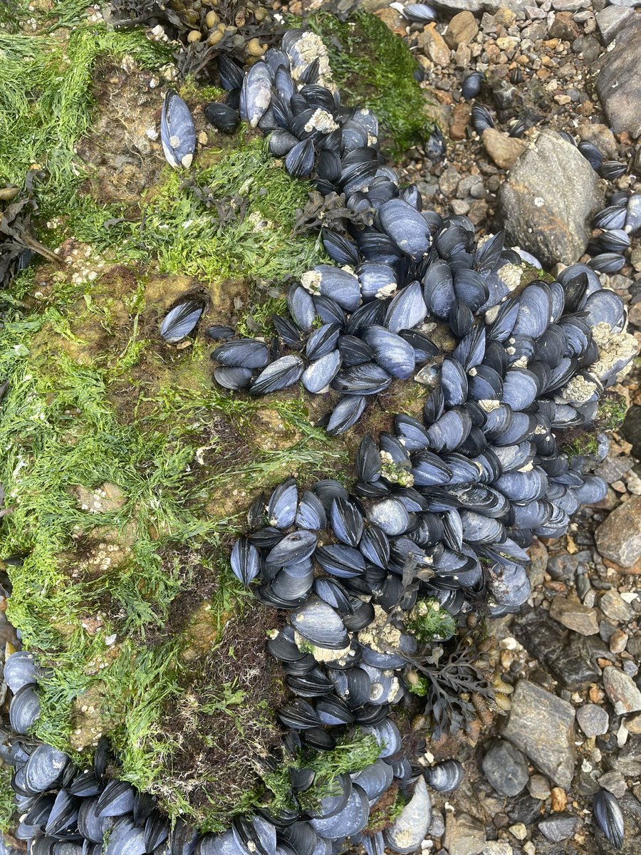 It is illegal for me to harvest or eat these. In California, every May 1-Oct 31 there’s something called the “mussel quarantine,” where vague concerns about “biotoxins” (which btw can occur in mussels at any time, even according to the law), make it illegal to harvest them 1/4