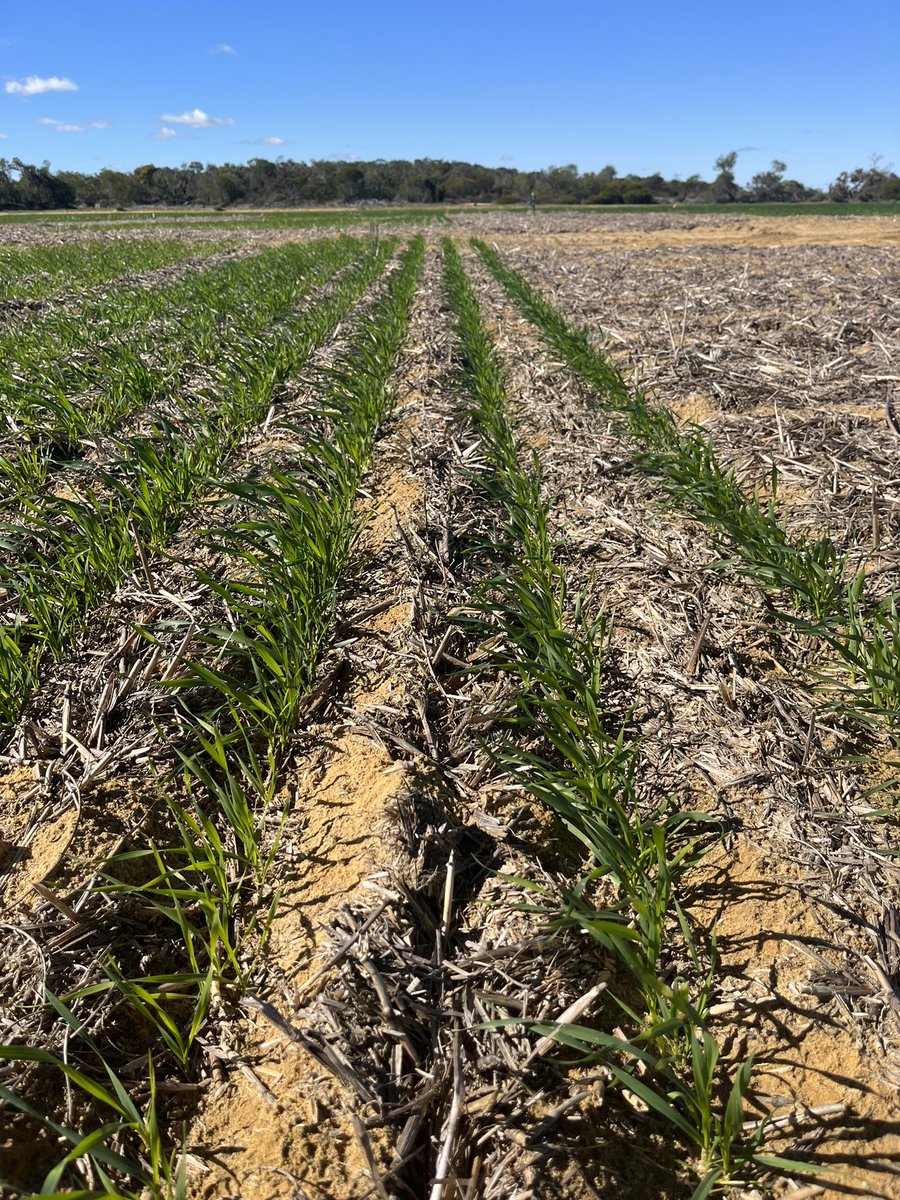 eyres_N's tweet photo. A day with #YFIG having lots of big discussions about legumes, risk and profitable grain production.
More interesting discussions to come 
@katfleay @belindaeastough @RobCamp11 
#COGGO and @GGA_WA getting a run on the agenda https://t.co/Z3RoB040cc