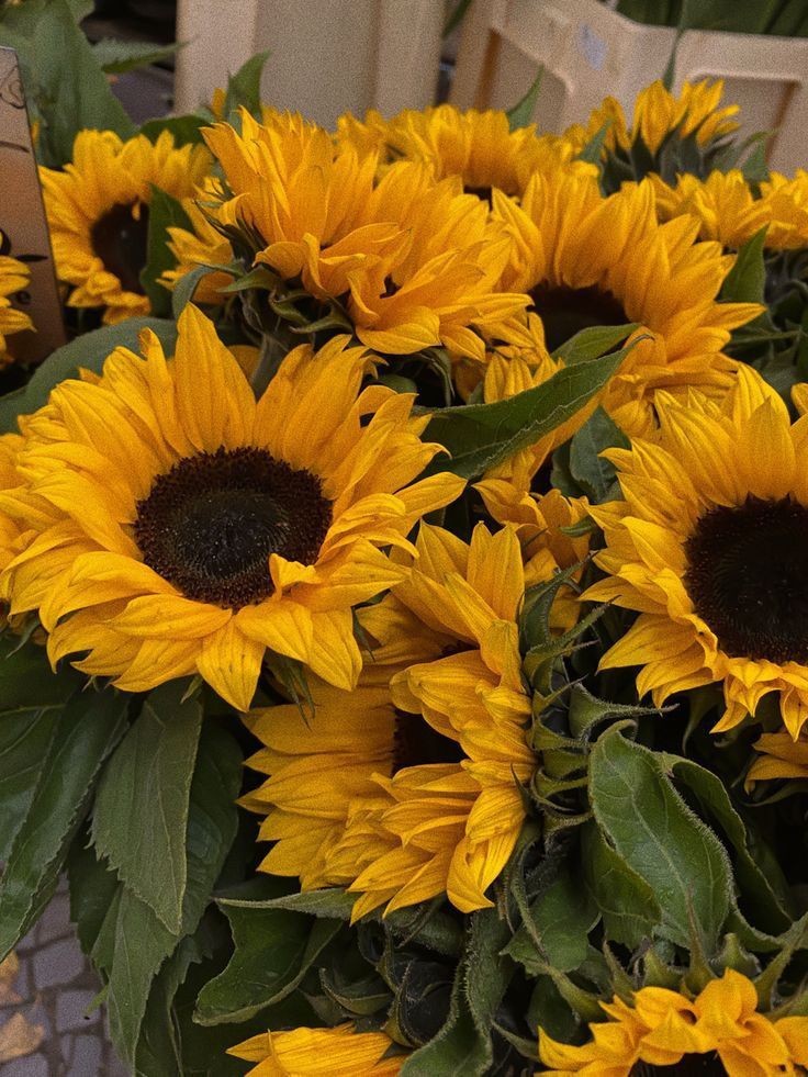 sunflowerchives's tweet photo. Make your life more colorful with sunflowers💛 https://t.co/MqIKE289Zi