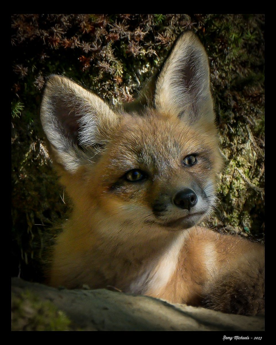 'NORTHERN FRIENDS' instagram.com/p/Ct-zs8oAbXG/… #CanadianGeographic #NationalGeographic #AlgonquinPark #Wilderness #Fox #Beautiful #WildlifePhotography #CanadianWildlife #Spring #OntarioParks #PicOfTheDay #Travel #Nature #Muskoka #Huntsville #Gravenhurst #Photography #Art #Earth 🦊