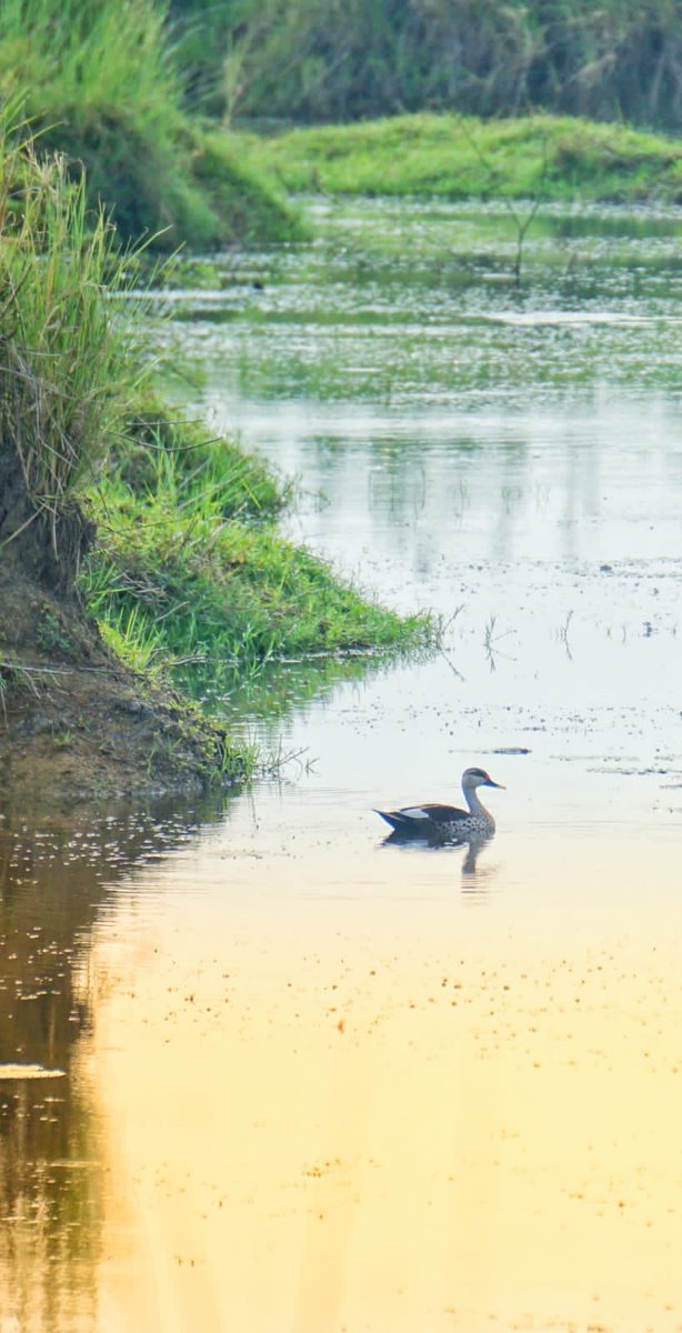BalaganiBalaji's tweet photo. #Birds #Photography....by my #Brother...#Venkatesh....#Beautifulclicks.😍..@NatGeo ...@Discovery https://t.co/nv0YEWKpKv