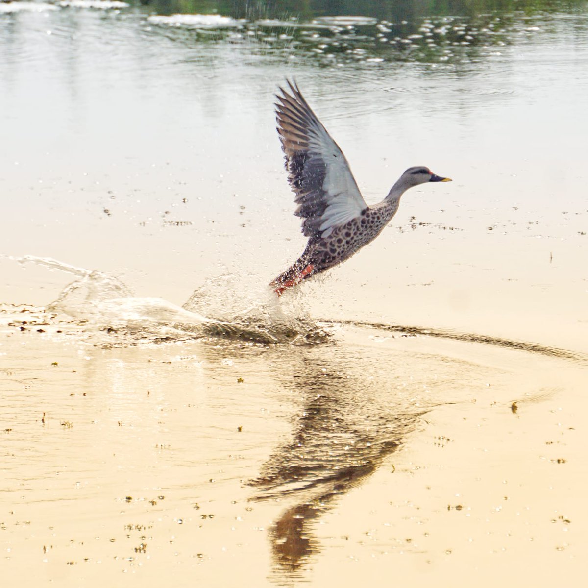 BalaganiBalaji's tweet photo. #Birds #Photography....by my #Brother...#Venkatesh....#Beautifulclicks.😍..@NatGeo ...@Discovery https://t.co/nv0YEWKpKv