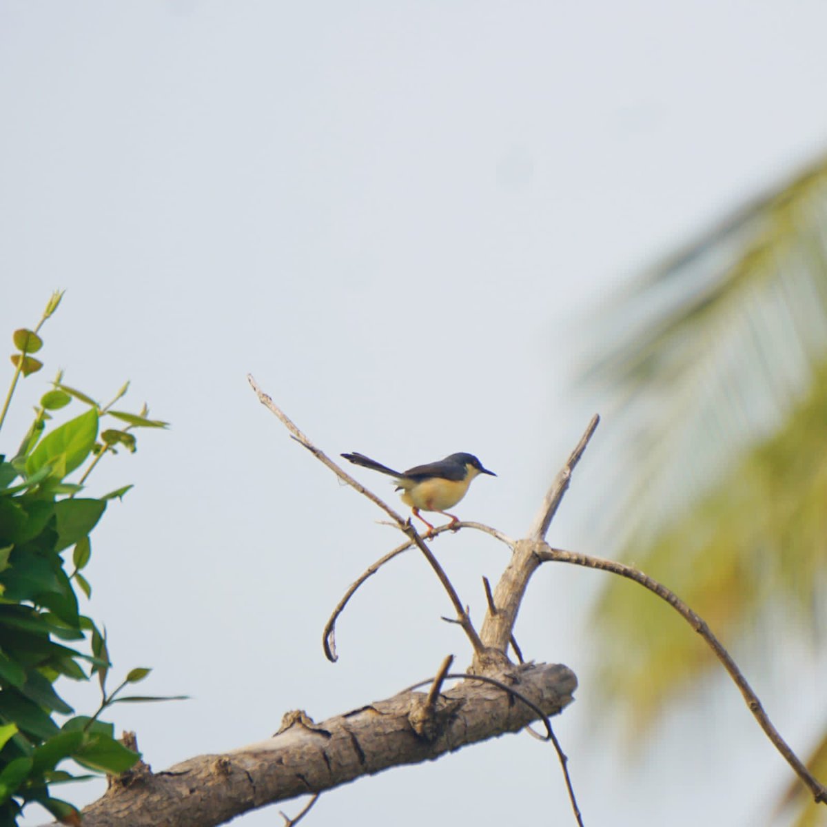 BalaganiBalaji's tweet photo. #Birds #Photography....by my #Brother...#Venkatesh....#Beautifulclicks.😍..@NatGeo ...@Discovery https://t.co/nv0YEWKpKv