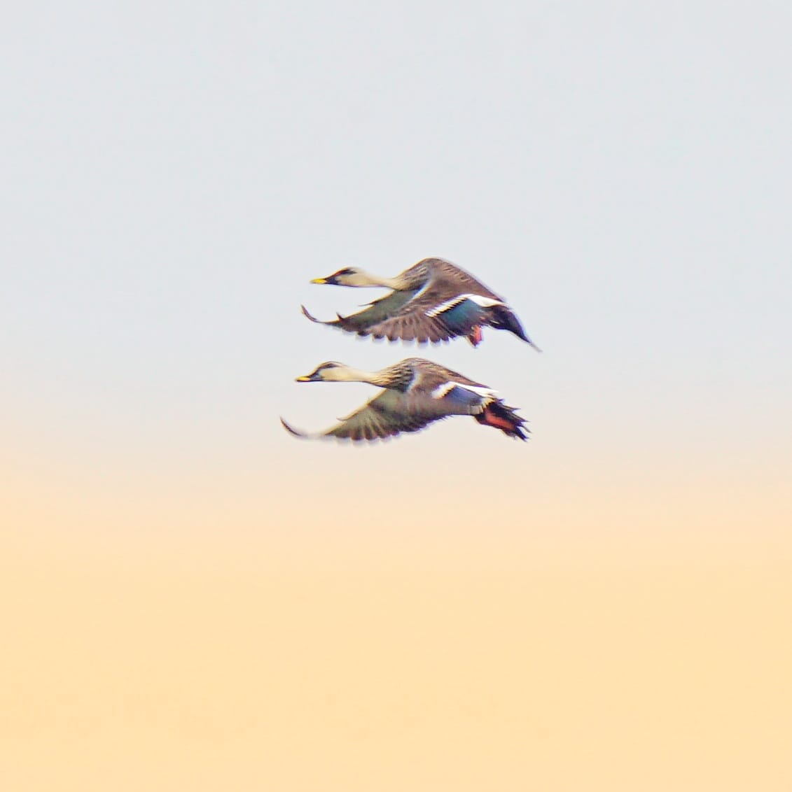 BalaganiBalaji's tweet photo. #Birds #Photography....by my #Brother...#Venkatesh....#Beautifulclicks.😍..@NatGeo ...@Discovery https://t.co/nv0YEWKpKv