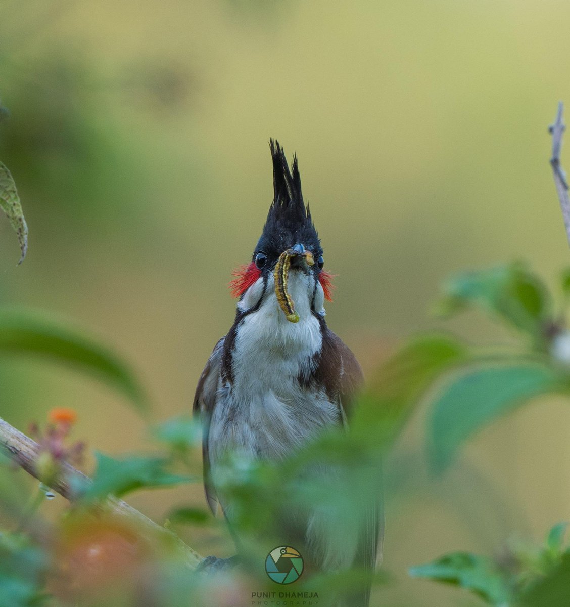 Red Whiskered Bulbul for #VIBGYORinNature by
#IndiAves 
#ThePhotoHour
#BirdsSeenIn2023 
#birdwatching 
#BBCWildlifePOTD 
#birdphotography 
#NatureBeauty 
#natgeoindia