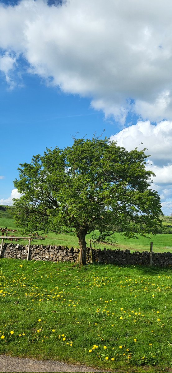 Good morning Adam / everyone 👋 wishing you all a terrific Tuesday. Weaver hills, Staffordshire @keeper_of_books #ThickTrunkTuesday #TreeClub #Trees