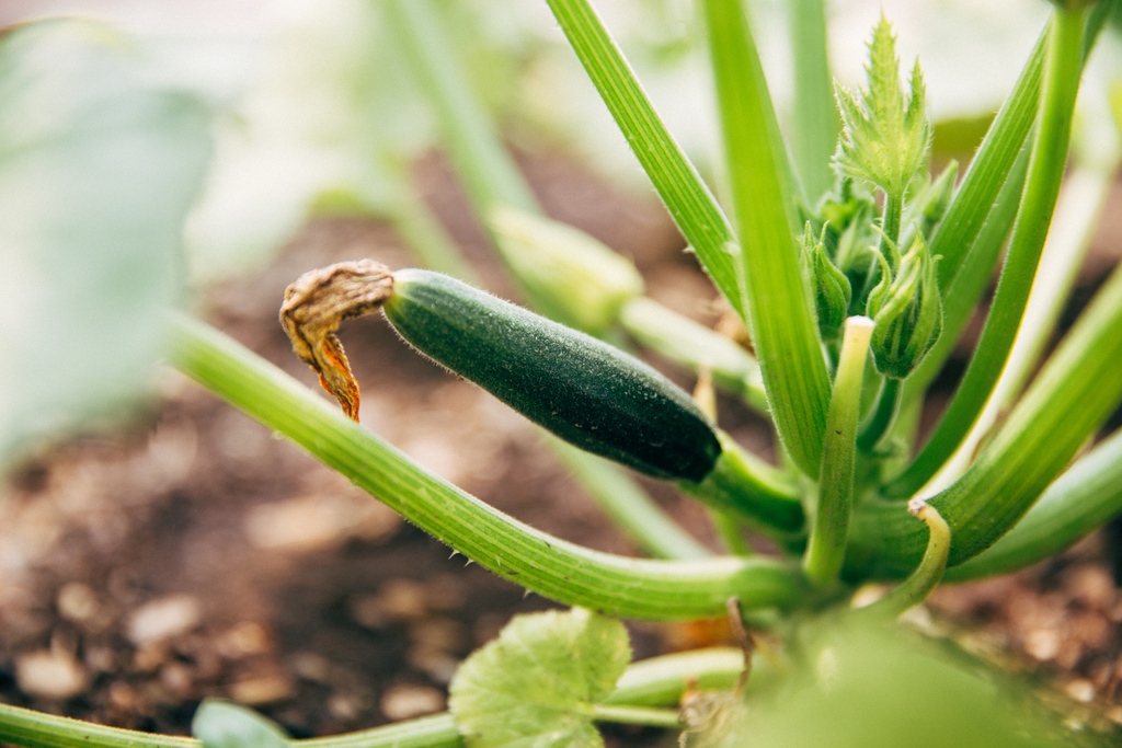 The Zucchini in greenhouse #2 has been loving this heat ☀️☀️☀️ #alpinevillagefarms #farmlife #northidaho #idahome