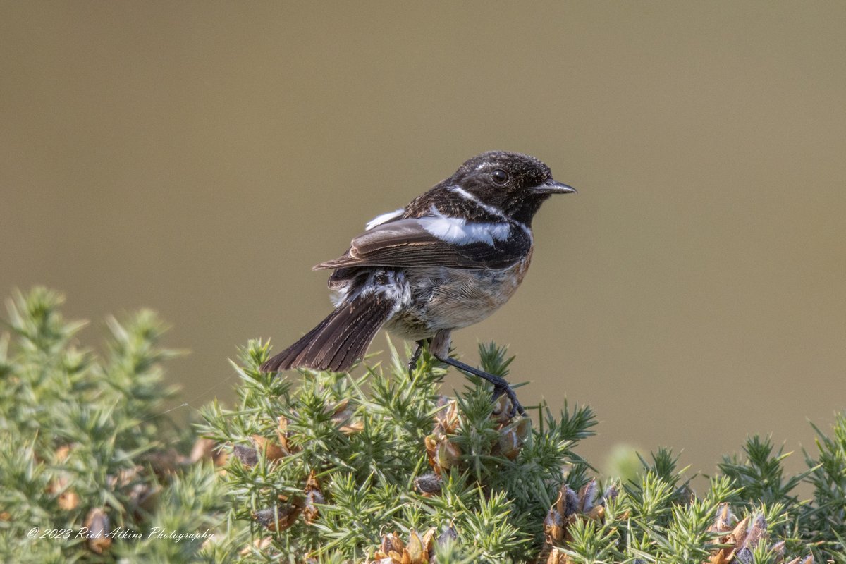 Stonechat from yesterday's trip to Aberystwyth #TwitterNatureCommunity #TwitterNaturePhotography #birdwatching #BirdsSeenIn2023 #BirdsOfTwitter #birdphotography @Natures_Voice