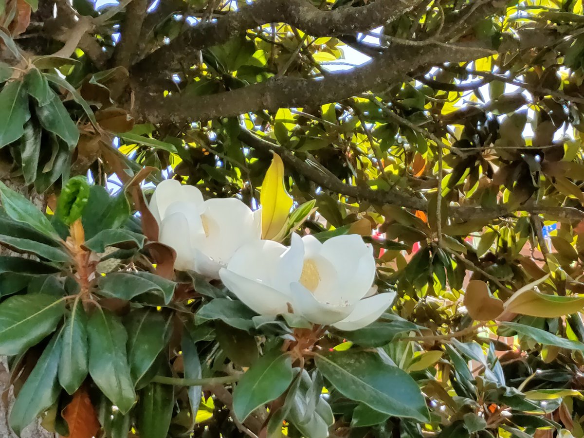 M4F1l1CA's tweet image. Bom dia.  Good morning 🌄🌅🌞
#Flowers #tree #flores #arvore #nature #beautiful #white